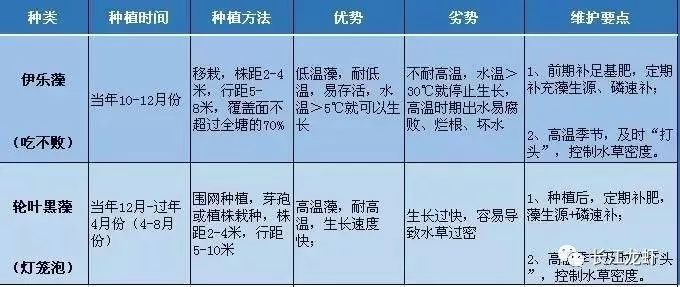 轮叶黑藻种子价格解析，影响因素及最新行情分析