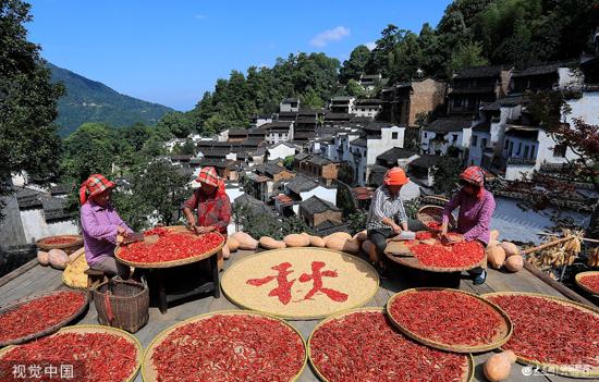 崇明岛最新资讯概览，最新动态一网打尽