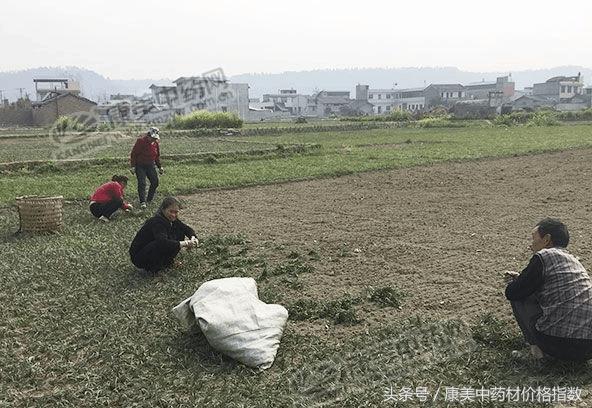 三台麦冬最新市场价格揭秘，小巷中的隐秘宝藏！